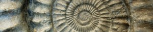 cropped-nautilus-fossil.jpg